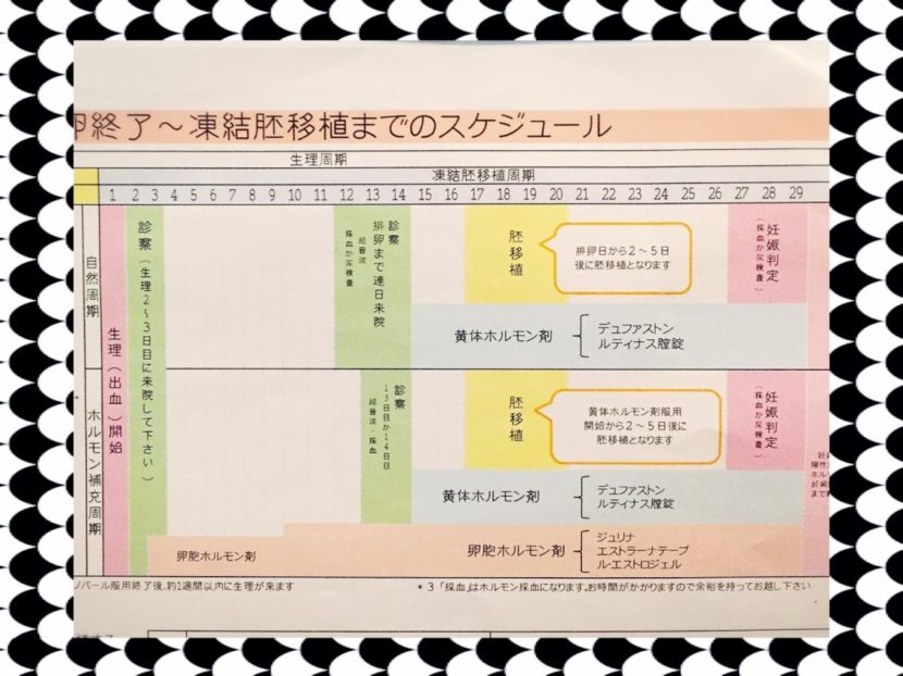 凍結胚移植のスケジュールが書かれた病院の資料の写真になります。